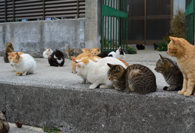 野良猫が増えたのは近所の多頭飼いが原因？|50代女性からの調査相談