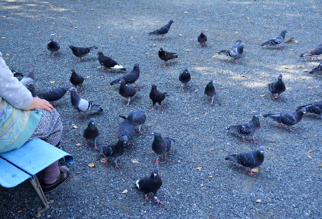 公園で鳩に餌をあげている様子。